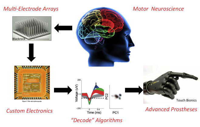 Flowchart for Motor Neuroscience